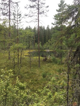 paijanne-ilves-pargajienu-taka