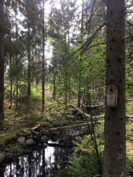paijanne-ilves-pargajienu-taka