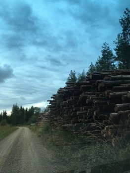 paijanne-ilves-pargajienu-taka