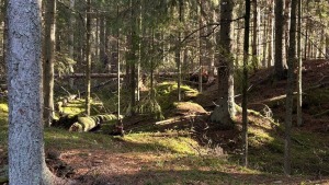 rudens-lapas-sedas-krasta